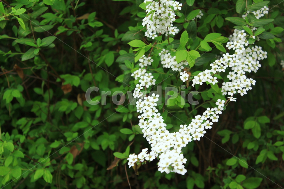 하트,heart,꽃,흰,사랑,love,flower,예쁜,식물,자연,plants,nature,꽃,flower,감정표현,기분,feeling,emotion