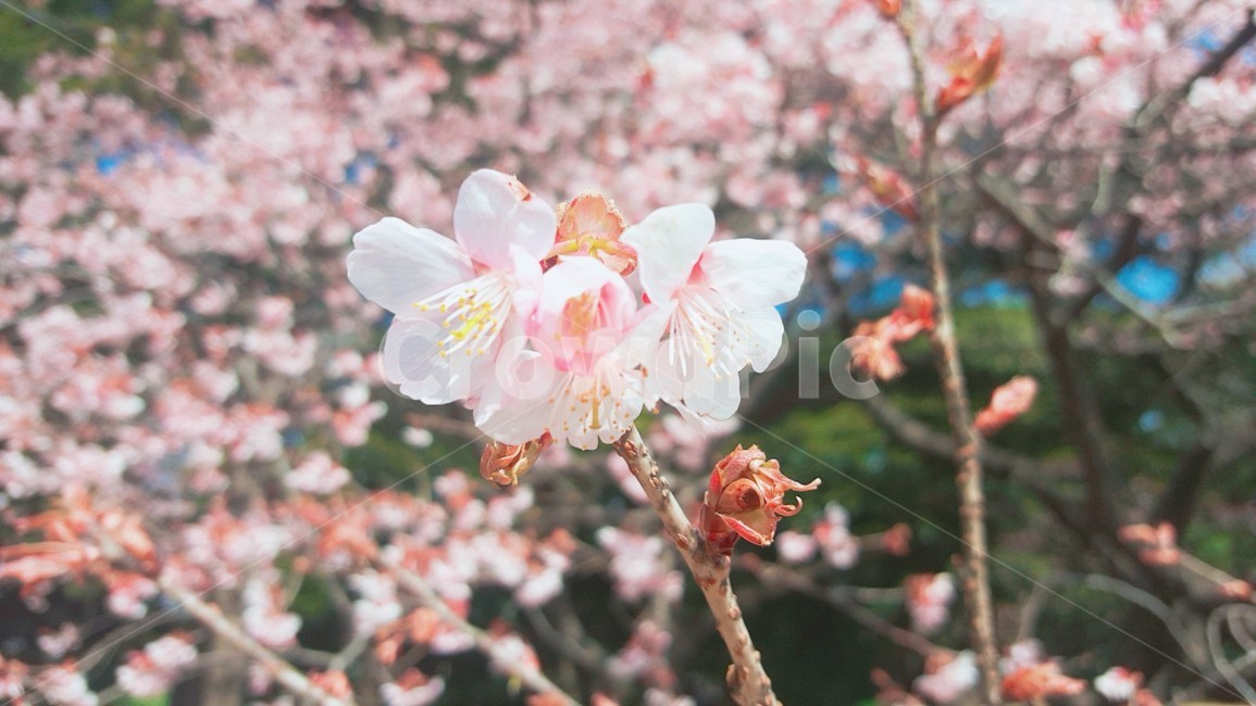 벚꽃,꽃,하늘,파란하늘,벚꽃나무,식물,자연,plants,nature,꽃,flower