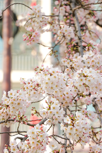 꽃,flower,자연,blossom,벚꽃,cherryblossom,plant,식물,봄,계절,spring,season