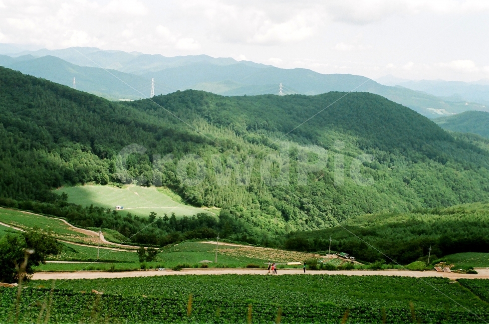날씨,경계,고랭지,배추,배추밭,햇빛,산,들판,필름,초록,자연,풍경,nature,landscape,한국자연풍경,한국자연경관,korea nature landscape,시골,마을,country,rural,town,outdoors,옥외,hill,언덕