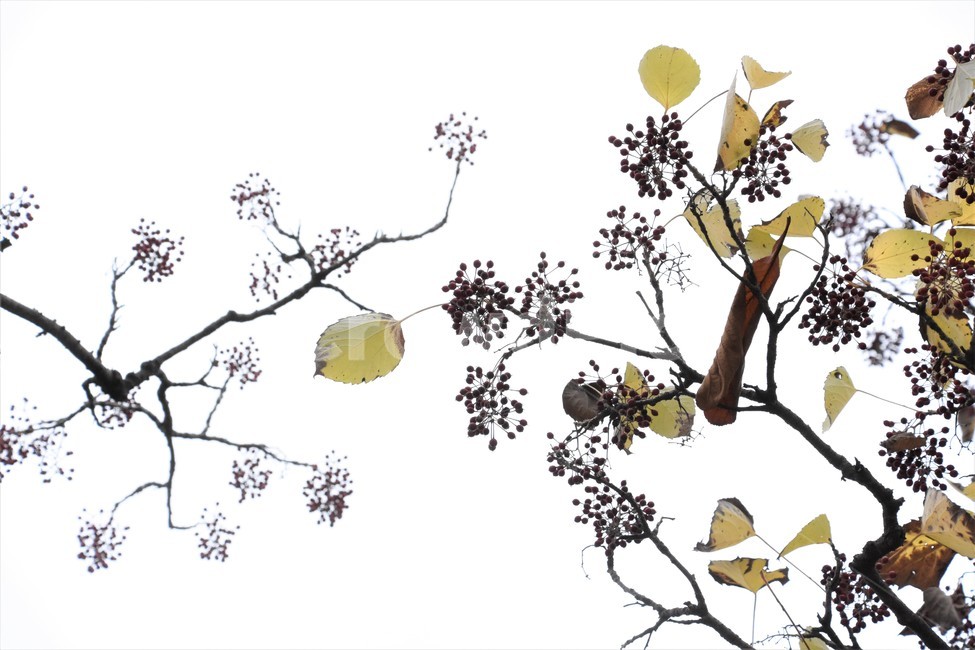 가을,가을정경,자연,나무,식물,가을,계절,fall,autumn,season,식물,자연,plants,nature,plant