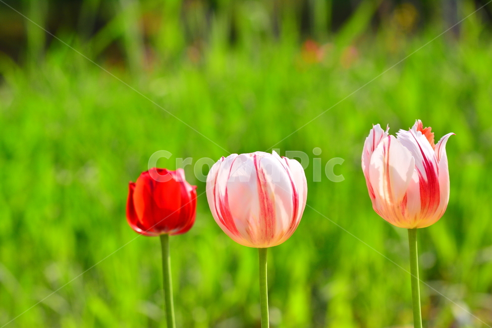 서울숲,튤립,봄꽃,tulip,봄이미지,봄날,spring,튤립축제,구근식물,flowers,식물,아름다운,공원,꽃축제,배경,바탕,beautiful,예쁜,화려한,가든,화단,정원,garden,봄,계절,spring,season,식물,자연,plants,nature,꽃,flower,plant