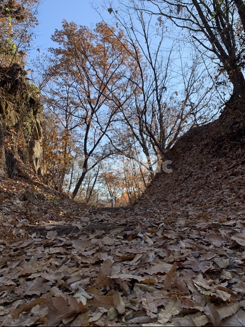 낙엽,겨울,산책길,leaf,잎,treetrunk,나무,tree,ground,가을,계절,fall,autumn,season