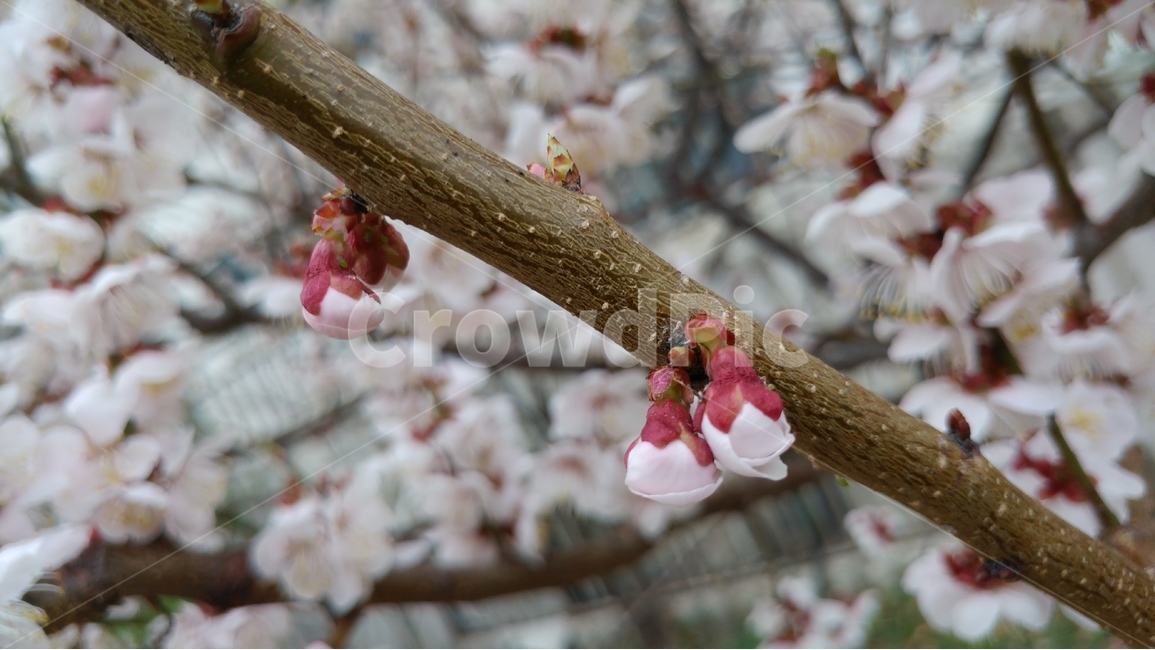 벚꽃,봄,흰색,자연,생명,새싹,봉오리,봄,계절,spring,season,식물,자연,plants,nature,꽃,flower,plant,blossom,cherry blossom