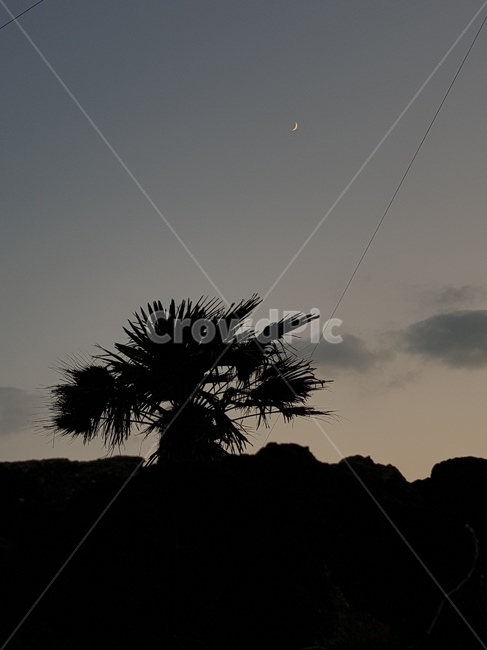 야경,야자수,초승달,실루엣,제주도야경
