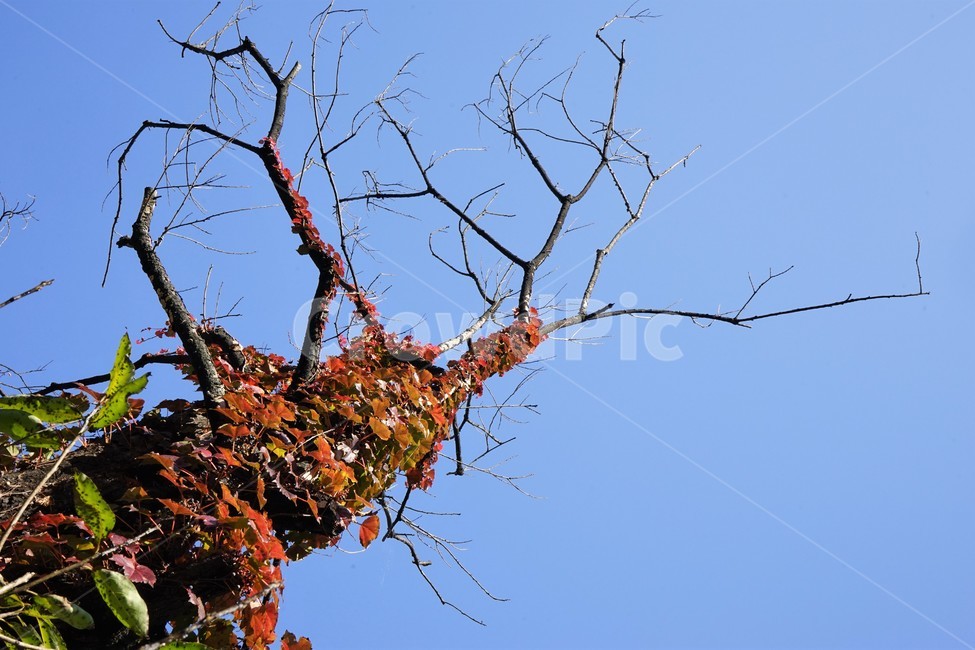 나무,녹색,숲,초가을,자연,nature,trees,green,woods,fall,autumn,sky,blue,식물,자연,plants,nature,나무,trees,wood
