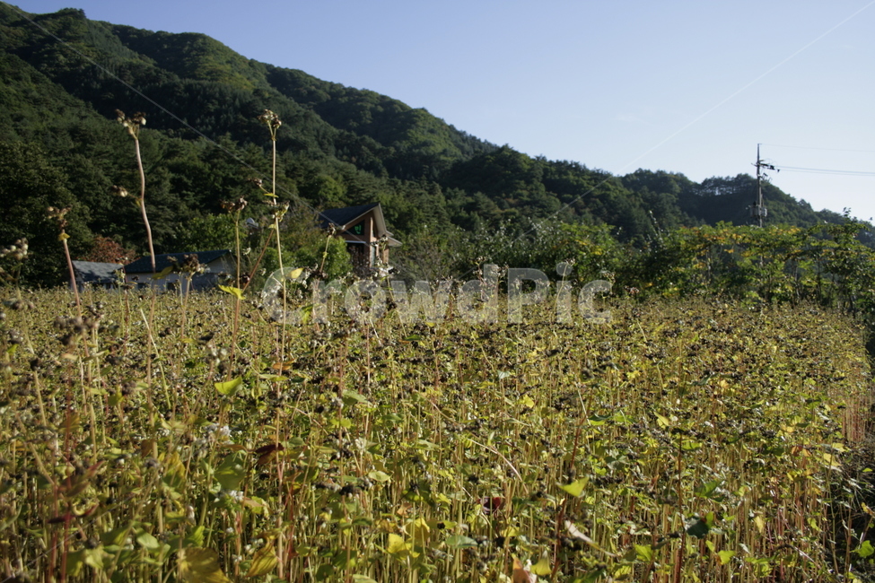 밭,메밀밭,메밀,풍경,식물,자연,풍경,nature,landscape,outdoors,옥외,field,들,grassland,목초지
