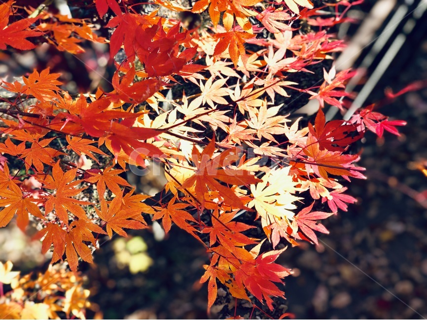 가을,낙엽,빛,햇빛,빨간색,레드,red,가을,계절,fall,autumn,season,식물,자연,plants,nature,plant,leaf,잎,tree,나무,maple,단풍