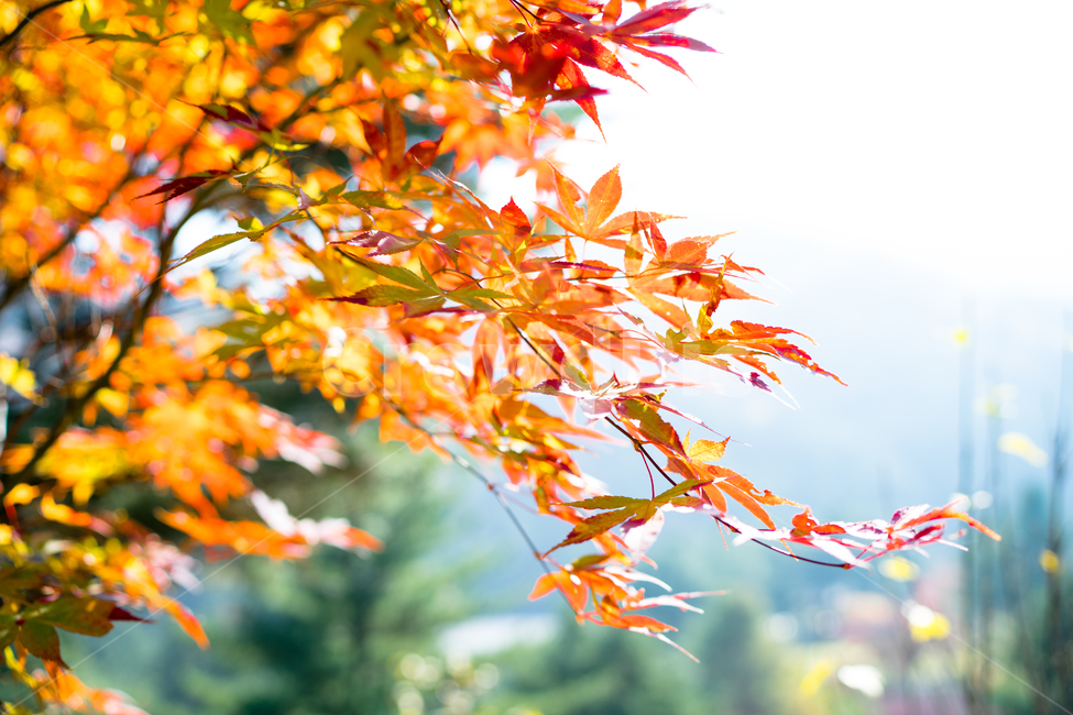 가을,단풍,풍경,나무,tree,잎,leaf,식물,plant,maple,가을,계절,fall,autumn,season,식물,자연,plants,nature,나무,trees,wood