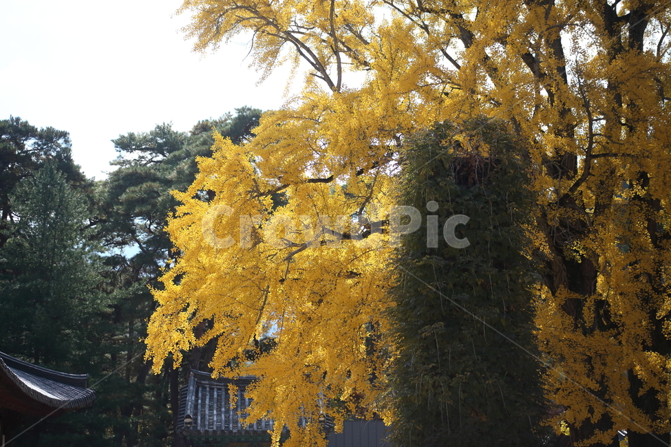 운문사,은행나무,단풍,식물,maidenhairtree,가을,계절,fall,autumn,season,tree,나무,plant