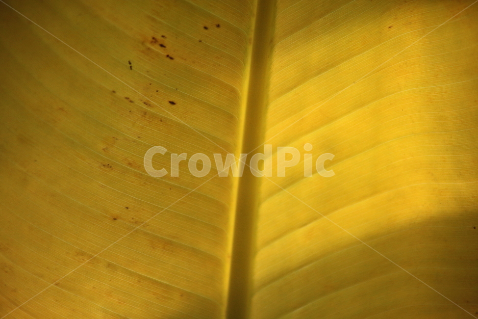 leaf,잎,plant,식물,단풍,노랑,바나나잎