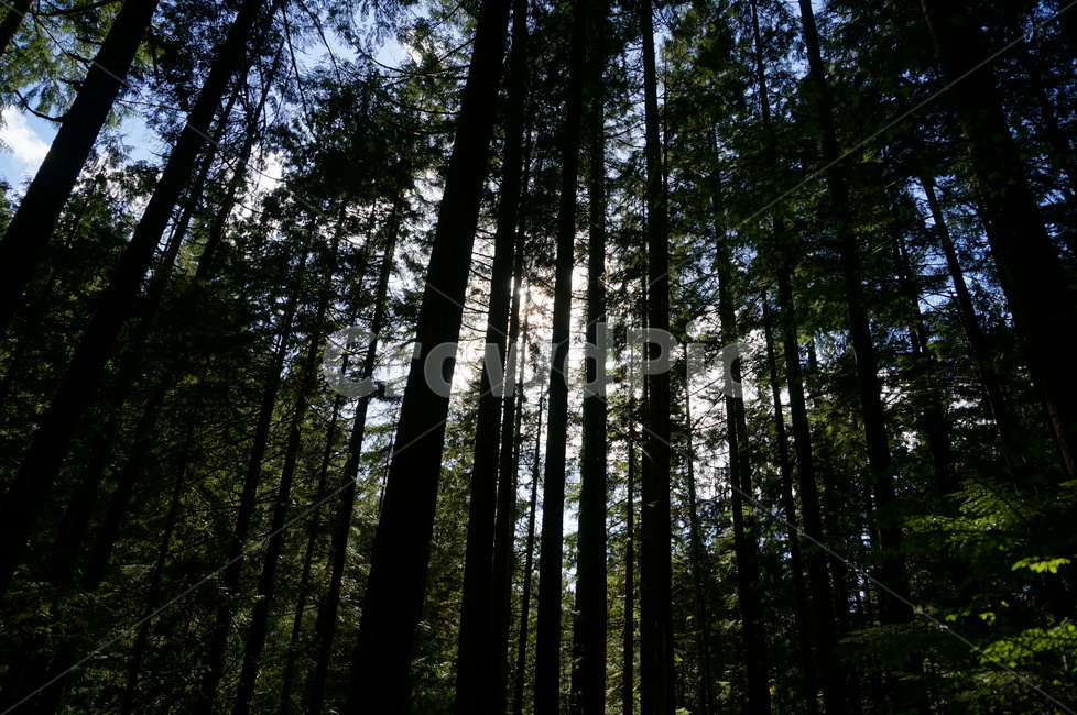 숲,나무,산,자연,소나무,등산,침엽수,캐나다,자연물,tree,forest,mountain,canada,자연,풍경,nature,landscape,plant,식물,vegetation,초목,outdoors,옥외,woodland,삼림지,land,땅