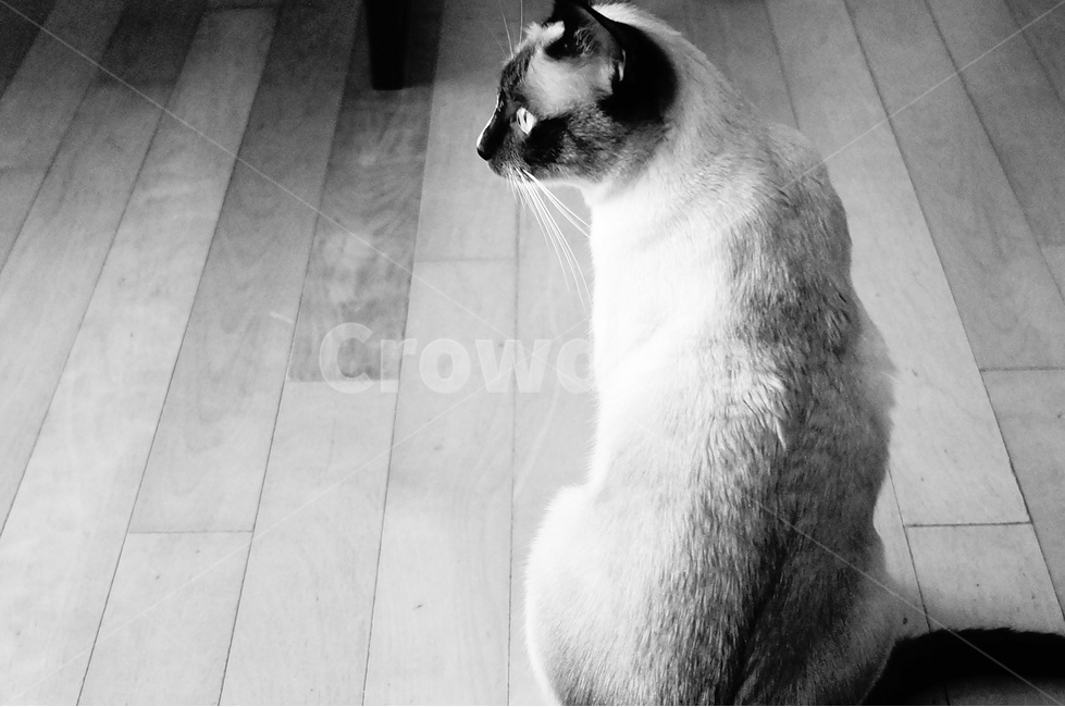 고양이,동물,흑백,옆모습,샴,펫,동물,animal,포유류,mammal,고양이,cat,kitten,kitty,흑백,모노톤,monochrome,black and white