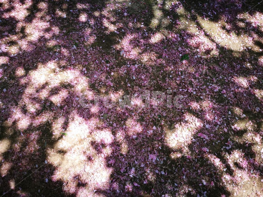 벚꽃,그림자,분홍,벚꽃엔딩,꽃잎,봄,계절,spring,season,꽃,flower