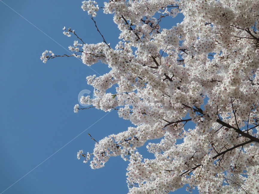 벚꽃,봄꽃,spring,cherryblossom,하얀벚꽃,계절,season,식물,자연,plants,nature,꽃,flower,감성,sensiblefeeling,plant,blossom,푸른,하늘,맑음,봄날,봄날씨