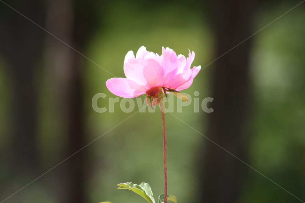 작약,꽃,작약꽃,봄,peonyroot