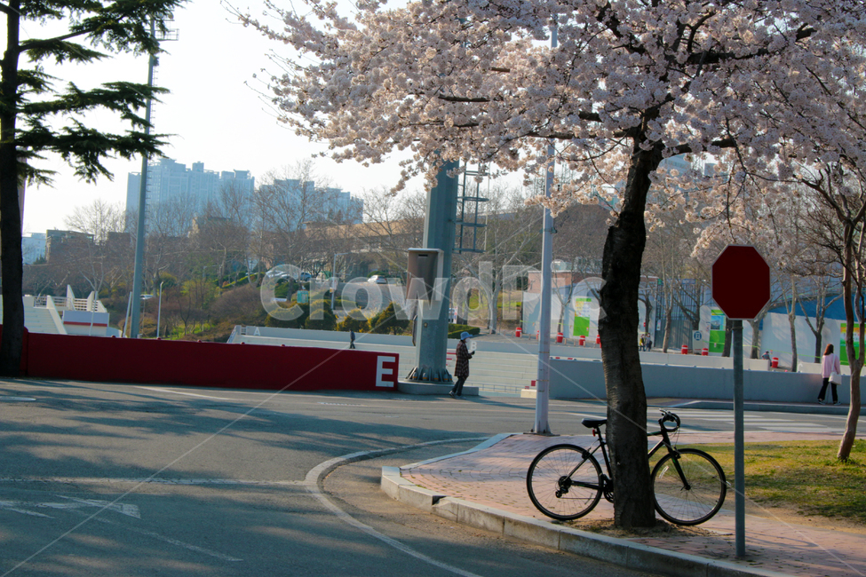 vehicle,차량,transportation,교통,bicycle,자전거,bike,wheel,바퀴,machine,기계,사람,person,인간,human,도로,벚꽃,벚나무,봄,경북대학교,경북대,대구,한국,캠퍼스,대학교,학교,나무