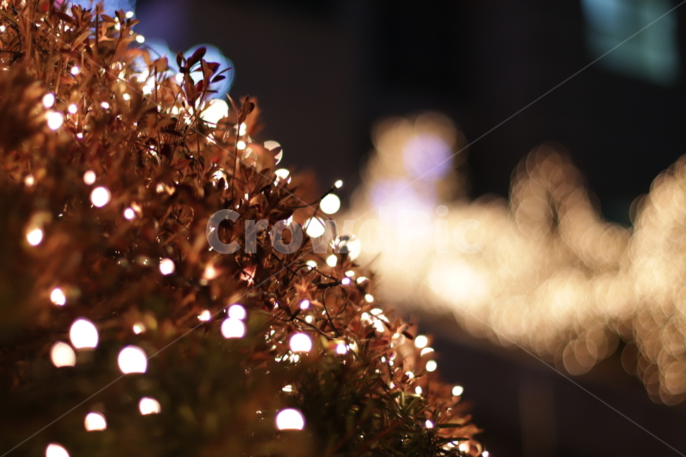 겨울,불빛,라이트,감성,따스함,야경,밤,풍경,nightscape,night,landscape,christmas tree,크리스마스 트리,tree,나무,plant,식물,ornament,장식,lighting,조명