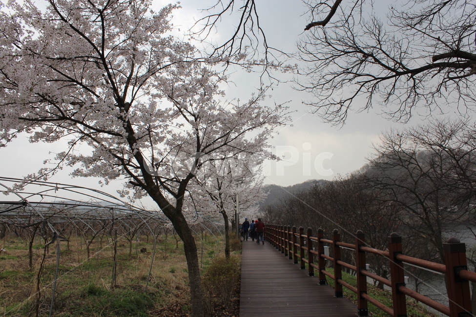 벚꽃,벚꽃길,봄,하루,꽃,봄,계절,spring,season,bridge,다리,boardwalk,산책로,building,건물