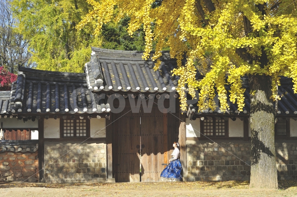 전주한옥마을,한복,경기전,은행나무,기와집,대문,한옥,전주,가을,가을,계절,fall,autumn,season,한국전통,한국문화,korean traditional,korean culture,한복,한국전통의상,hanbok,korean traditional clothes,사람,인물,인간,human,person,여성,여자,woman,female,lady,감성,sensible,feeling,연출,컨셉,콘셉,direction,concept,outdoors,옥외,garden,정원