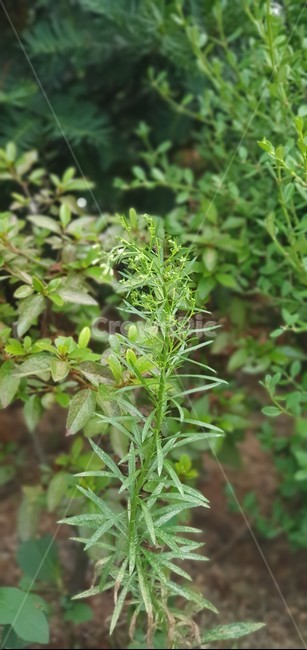 잡초,식물,herbal,vase,weeds,식물,자연,plants,nature