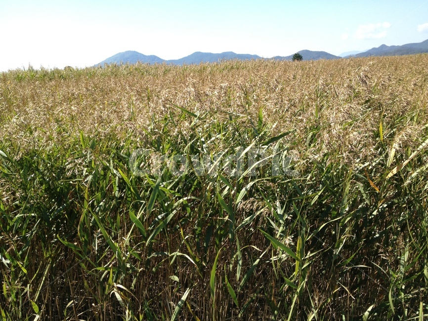 갈대,갈대밭,풀,풍경,식물,자연,풍경,nature,landscape,plant,grass,잔디