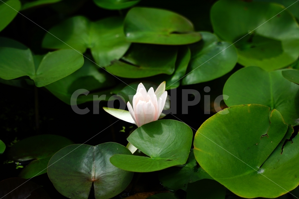 연꽃,수련,플라워,꽃사진,식물,자연,연꽃잎,연못,nature,flower,물꽃,수초,수생식물,한국의자연,한국자연,한국풍경,여름꽃,스냅,스냅사진,스넵,스넵사진,snap,snapshot,plant,plants,감성,감성사진,힐링,힐링사진,정원,식물,자연,plants,nature,꽃,flower