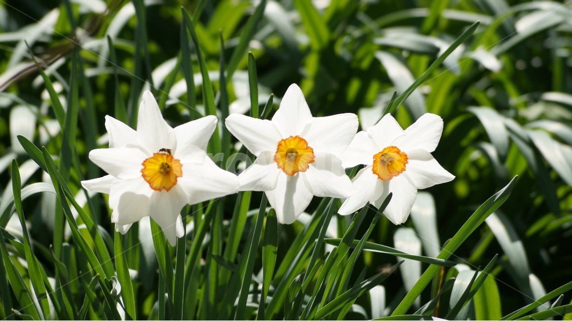 꽃,봄꽃,자연,풍경,수선화,봄,계절,spring,season,식물,자연,plants,nature,꽃,flower,plant,blossom