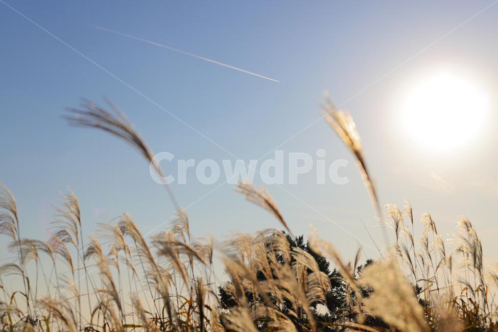 갈대,숲,비행기,황금빛,plant,식물,grass,가을,계절,fall,autumn,season,잔디
