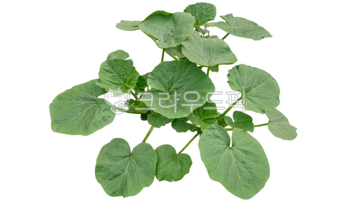 단호박,호박모종,채소,단호박모종,채소잎