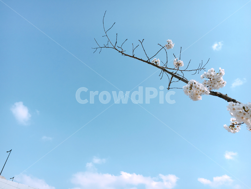 벚꽃,꽃,봄,하늘,sky,봄,계절,spring,season,plant,식물