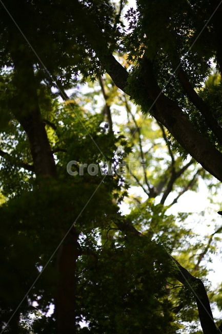 tree,나무,plant,식물,나무줄기,식물,자연,plants,nature,나무,trees,wood