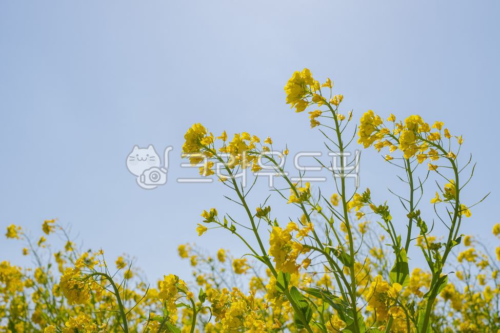유채꽃, 유채, flower, 자연, nature, 사진,이미지,일러스트,캘리그라피 - youkno작가