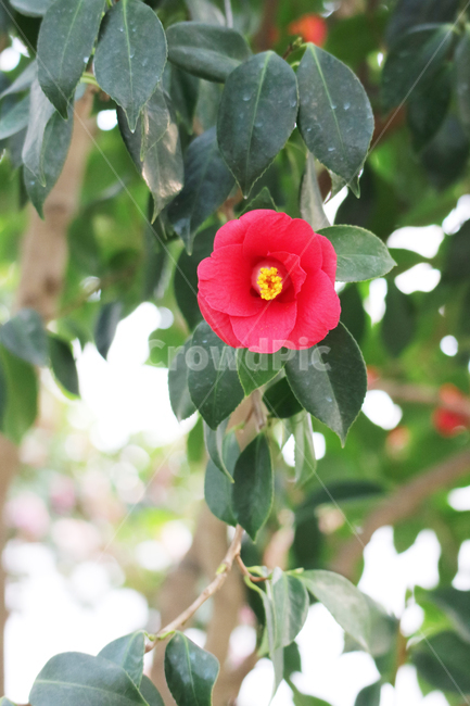 동백,동백꽃,꽃,빨간꽃,식물,빨강,자연,꽃밭,정원,봄,꽃송이,식물,자연,plants,nature,꽃,flower