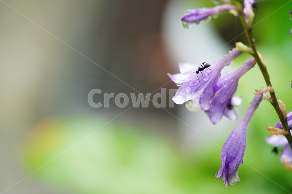 꽃,플라워,생물,flower,자연,보랏빛,plant,식물,개미,벌레,곤충,식물,자연,plants,nature,꽃,flower,동물,animal,곤충,벌레,insect,bug