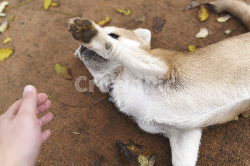 강아지,개,시골,친근함,누렁이,동물,animal,포유류,mammal,개,강아지,dog,doggy