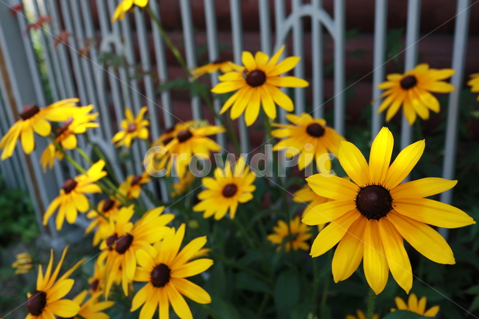해바라기,노란색꽃,공원,울타리,봄꽃,식물,자연,plants,nature,꽃,flower