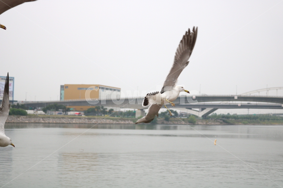갈매기,새,조류,한강,동물,동물,animal,조류,새,birds