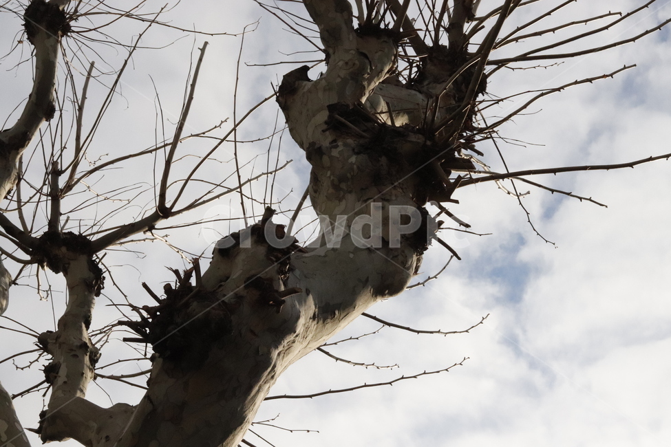 tree,나무,독특한,하늘,구름,줄기,분위기,감성,색감,색깔
