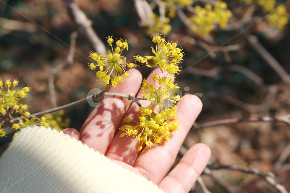 산수유,꽃,봄,손,사람,하늘,자연,spring,노랑,노란색,yellow,hand,people,봄,계절,spring,season,식물,자연,plants,nature,꽃,flower,사람,인물,인간,human,person,신체일부,몸,body,finger,손가락