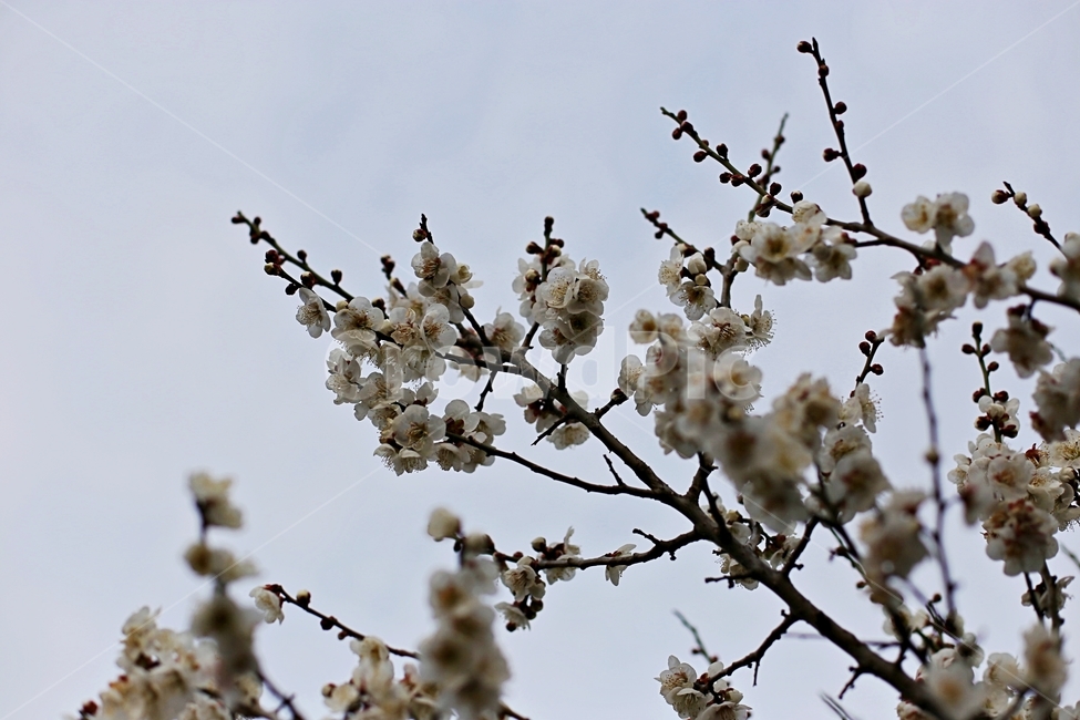 매화마을,매화꽃,매화축제,매화,꽃,flower,봄,계절,spring,season,식물,자연,plants,nature,꽃,flower,plant