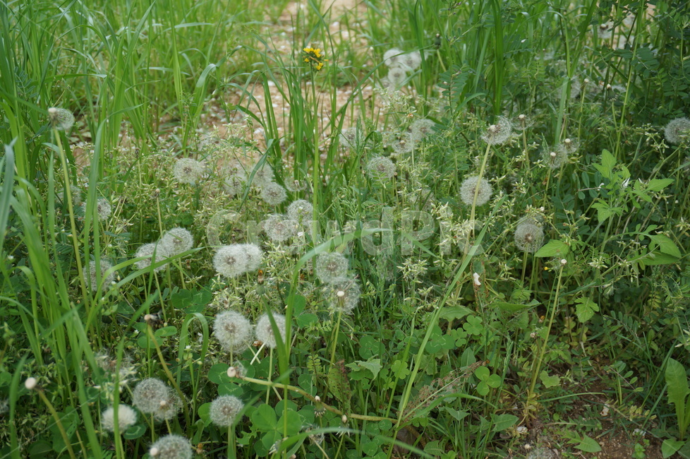 꽃,봄꽃,민들레씨,민들레,꽃씨,홀씨,식물,자연,흰색,꽃송이,공원,꽃가루