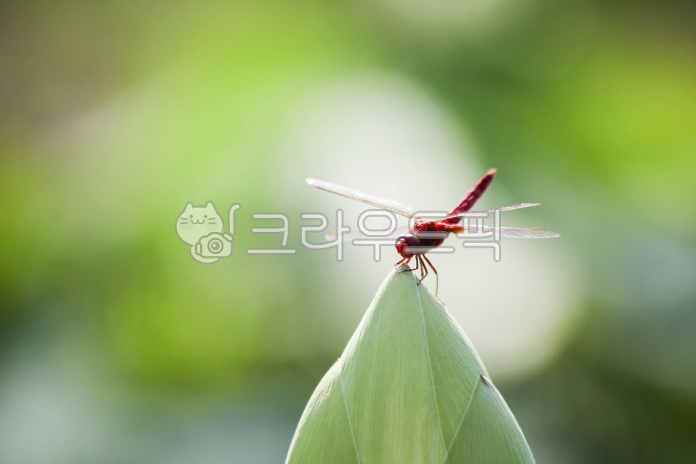 green,nature,summer,dragonfly,red,background image,red dragonfly,background,plants,insect,animal,invertebrate,kite