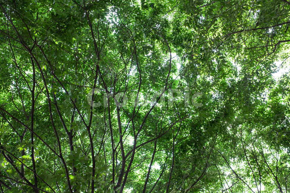 나무,여름,나뭇잎,tree,summer,식물,자연,plants,nature