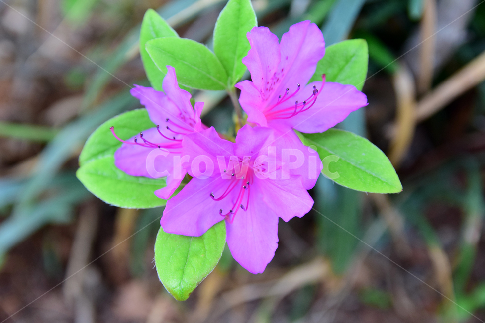 철쭉,진달래,꽃,빨간꽃,식물,자연,보라색,핑크,plant,nature,flower,네이처,플랜트,배경,화사한,식물,자연,plants,nature,꽃,flower