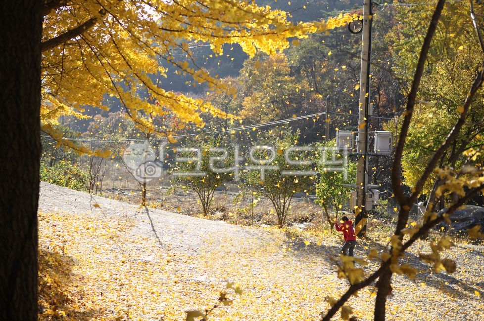 은행나무,단풍,가로수길,노란단풍,가을바람,흩날림,가을나들이,즐거움,행복,천진난만,은행잎,낙엽,가족