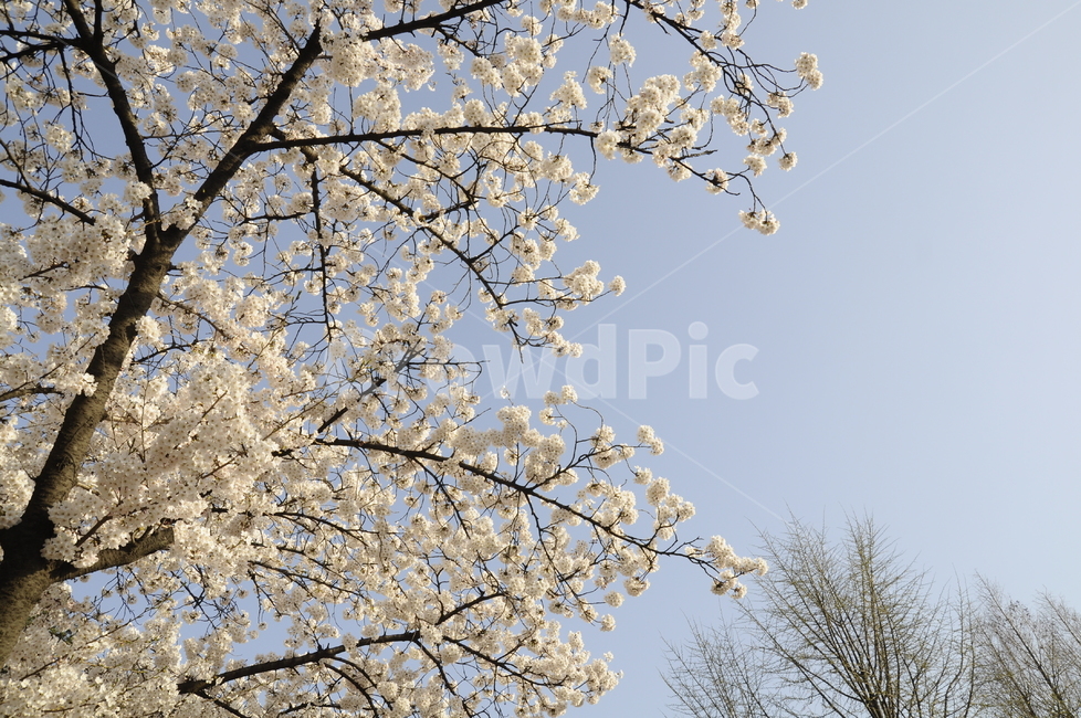 벚꽃,사쿠라,소풍,봄,나들이,자연,봄나들이,꽃송이,cherryblossom,flower,blossom,plant,식물,꽃