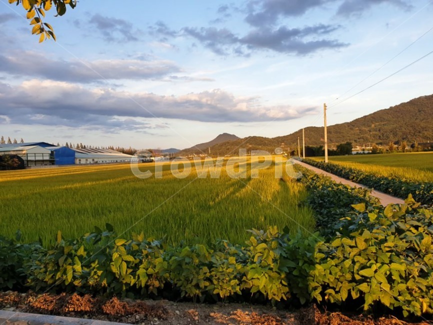 상주,노을,산,자연,가을,자연,풍경,nature,landscape,시골,마을,country,rural,town,outdoors,옥외,grassland,목초지,field,들