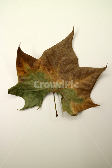 낙엽,가을,나뭇잎,잎,잎사귀,계절,식물,자연,가을낙엽,fallenleaves,deadleaves,오브젝트,누끼,가을,계절,fall,autumn,season,leaf,plant,tree,나무