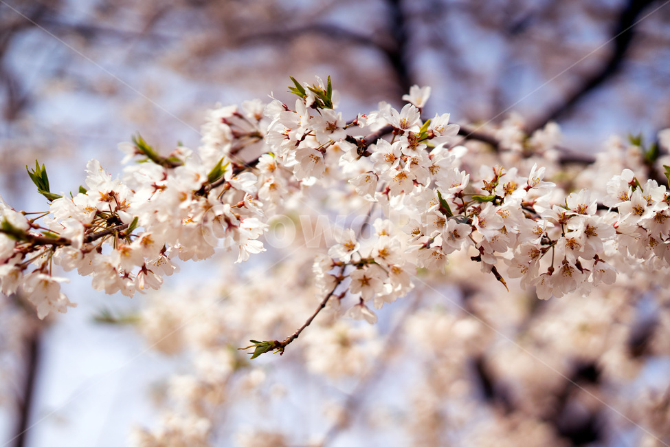 벛꽃,봄,자연,풍경,봄꽃,감성,봄,계절,spring,season,식물,자연,plants,nature,꽃,flower,plant,blossom